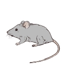 Картинки по запросу малюнок миша